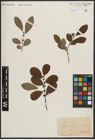 Foto von Salix aurita L.